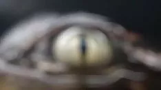 تشغيل عاصي ولهجة حادة ؛ تيكو فود كوم إيه إندوس ريفرتريا إم & لهجة حادة ؛ سيكال (coup d'oeil of us-joji)