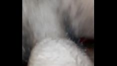 চালান আমার আবলুস বৃক্ষ বেয় যত্নশীল