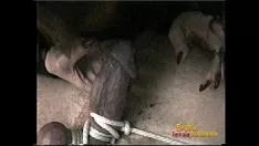 চালান অনেক অস্বাভাবিক শিপওয়েতে তার শশায়কে আনন্দিত করে সমগ্র প্রেমে সজ্জিত
