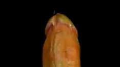 Play Sashaying pulpget off stu