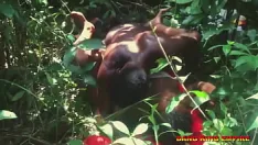 চালান আফ্রিকান লেকচারার ফাক সেক্সি করোলিনা - ঝোপের মধ্যে একটি অপেশাদার কলেজ মেয়ে - ভিডিও ইন্টারনেট পর্ণ সাইটে ফাঁস