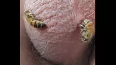 Play Bees stick nuts